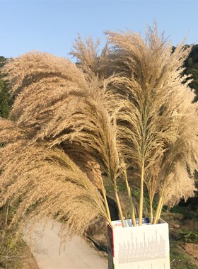 天然芦苇荡大芦苇蒲苇干婚庆拍照客厅落地蓬松永生支