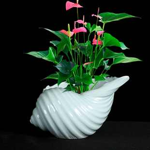 红掌专用陶瓷花盆海螺创意个性大号小号吉利红蝴蝶兰水仙兰花盆栽