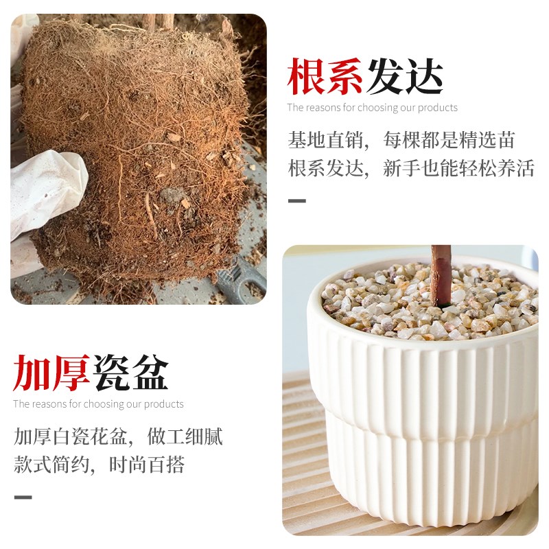 杜鹃花盆栽四季精品室内阳台客厅开花卉绿植带花苞适合冬天种的花