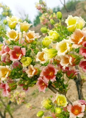文冠花树苗状元花浓香花卉耐寒室外庭院地栽室内盆栽四季开花结果
