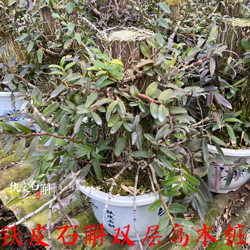 仇家石斛|浙江雁荡山铁皮石斛苗双层高木桩苗已成活食用造型盆景