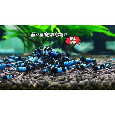 蓝化黑金刚水晶虾观赏虾草缸鱼缸工具虾活体顺丰包邮ada泥
