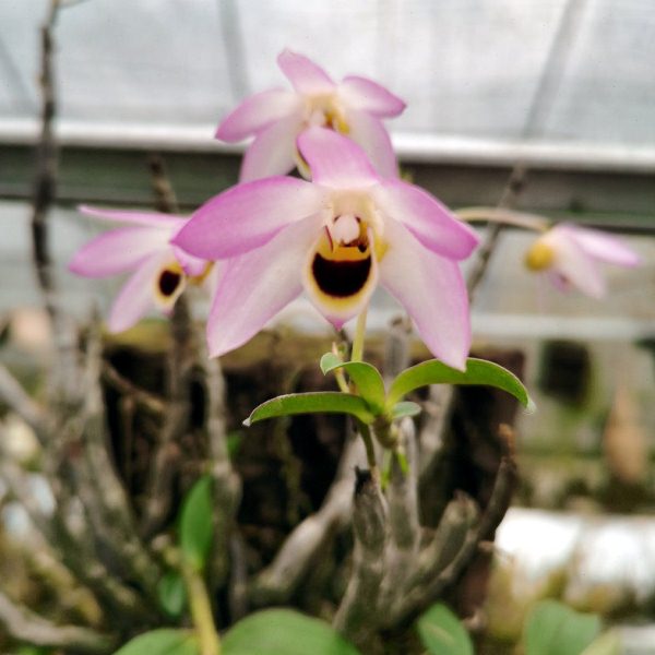 曲茎石斛 稀有品种 茎叶有效价值非常高 粉色花 不是铁皮石斛粉花