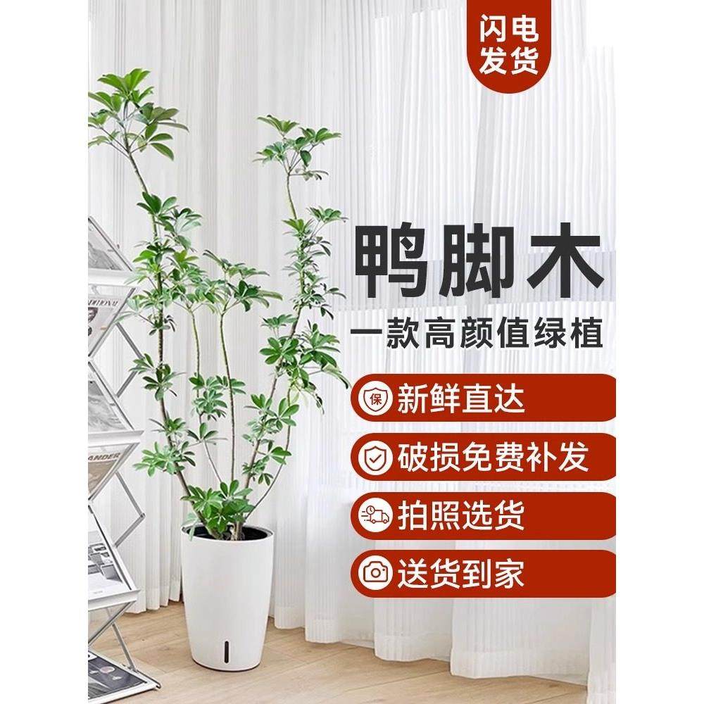 造型鸭脚木大型室内盆栽鸭掌木净化空气办公室客厅四季常青绿植,3C数码配件,USB多功能数码宝,淘宝优惠券,粉丝福利购,淘宝优惠卷
