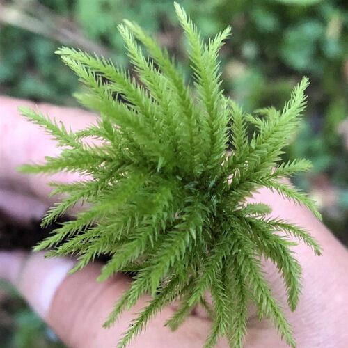 鲜活苔藓微景观盆景盆栽植物万年藓棕榈莫斯水陆两用缸造景材料