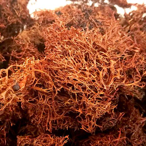 云南特产树花菜凉拌菜树皮树花树胡子干货树毛菜