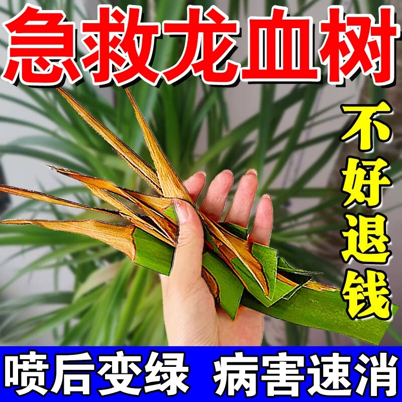 龙血树营养液药黑斑烂根茎腐病龙须树肥料治叶子发黄干尖