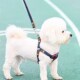 狗狗牵引绳大型中型小型犬狗炼子狗项圈泰迪金毛遛狗绳子宠物用品