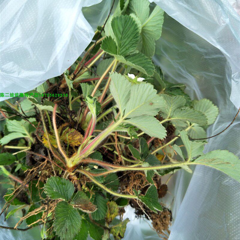 野生白草莓苗菠萝味草苗莓黄毛香草莓苗盆地栽当年结果浆果地泡苗