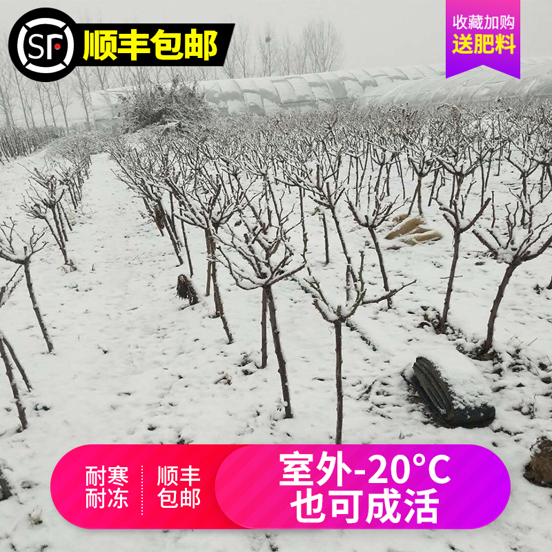 树状月季花苗四季特大浓香阳台花卉盆栽植物嫁接树桩欧月高杆玫瑰