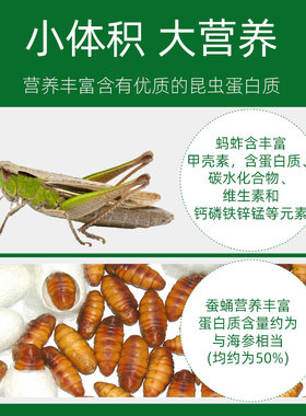 鸟用蚕蛹蚂蚱粉画眉鹩哥百灵点頦绣眼鸟食鸟饲料鸟用营养料100g