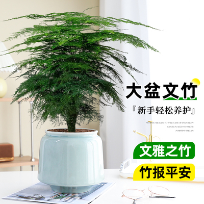 文竹盆栽盆景植物办公室桌面绿植室内客厅花卉四季常青好养大盆栽