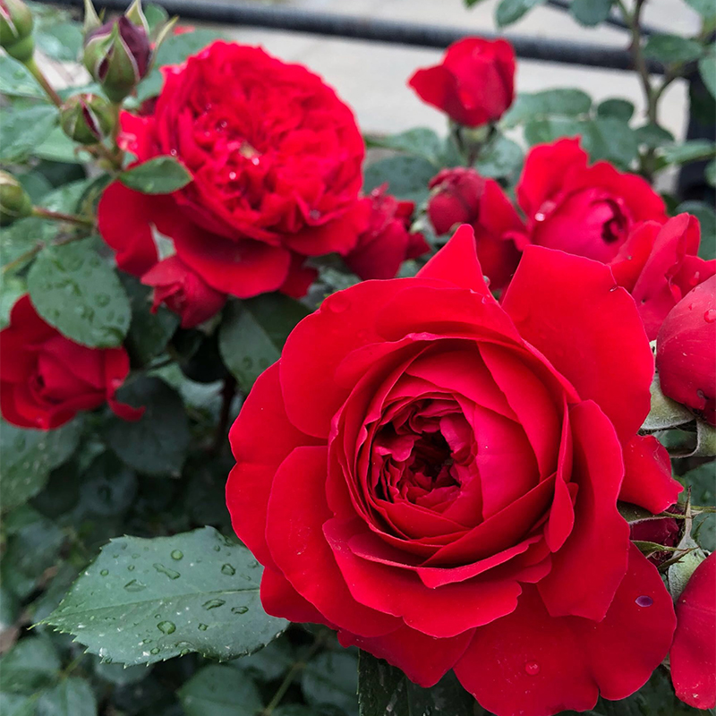 佛罗伦蒂娜藤本月季花大苗盆栽四季开大红花阳台庭院围墙爬藤蔷薇