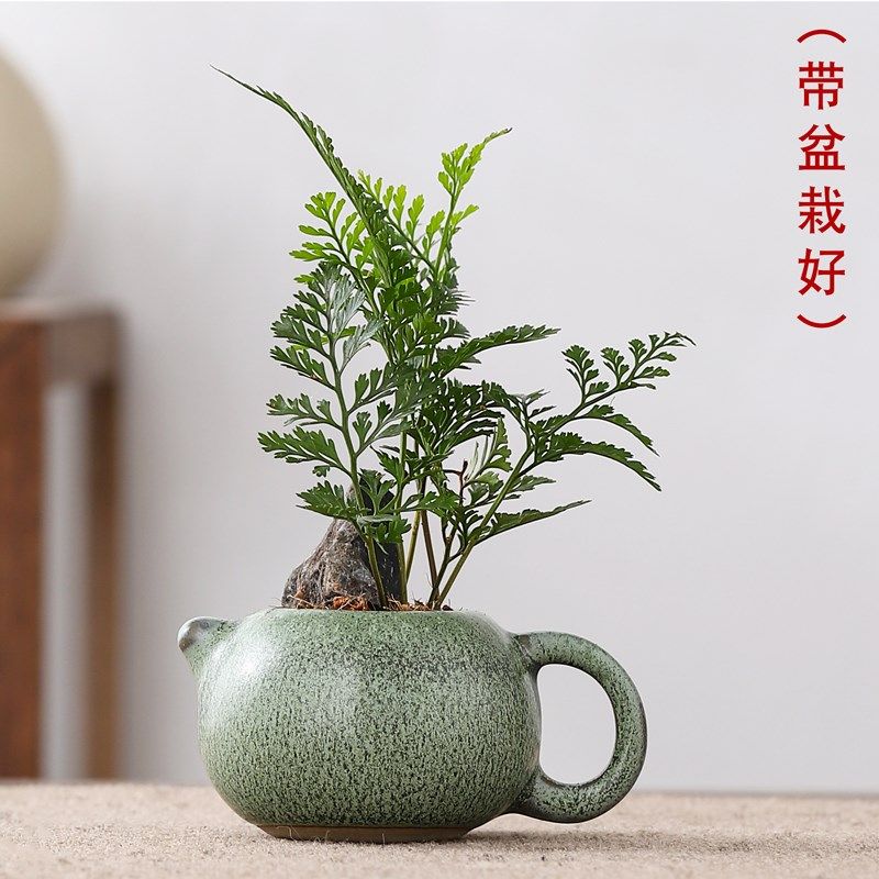 指尖盆栽狼尾蕨景迷你植物耐阴好养盆栽室内绿植花卉桌面小摆件,鲜花速递/花卉仿真/绿植园艺,绿植,淘宝优惠券,粉丝福利购,淘宝优惠卷