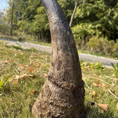保真天然披毛犀角亚洲非洲高端文玩古玩摆件髓腔鱼籽纹竹丝纹清晰