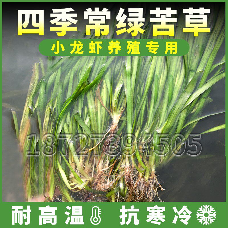 四季长叶矮生苦草新鲜小龙虾螃蟹水草