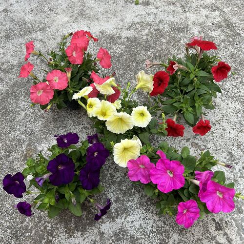 矮牵牛花苗 冬季开花 春开花苗耐冷耐寒花卉植物阳台种植花卉垂吊