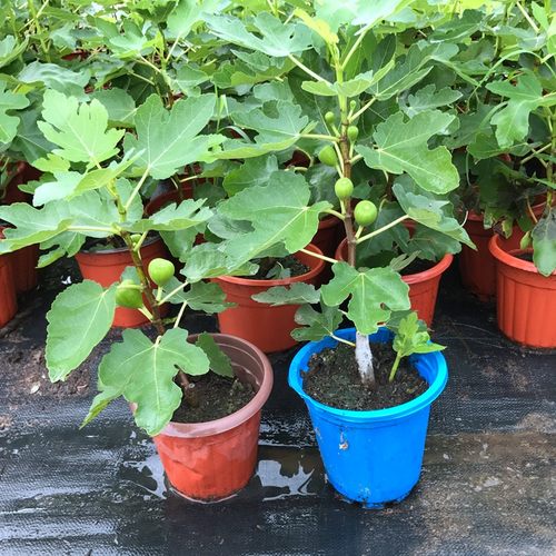 无花果苗带土四季盆栽当年结果超大特大J波姬红矮化中紫无花果苗
