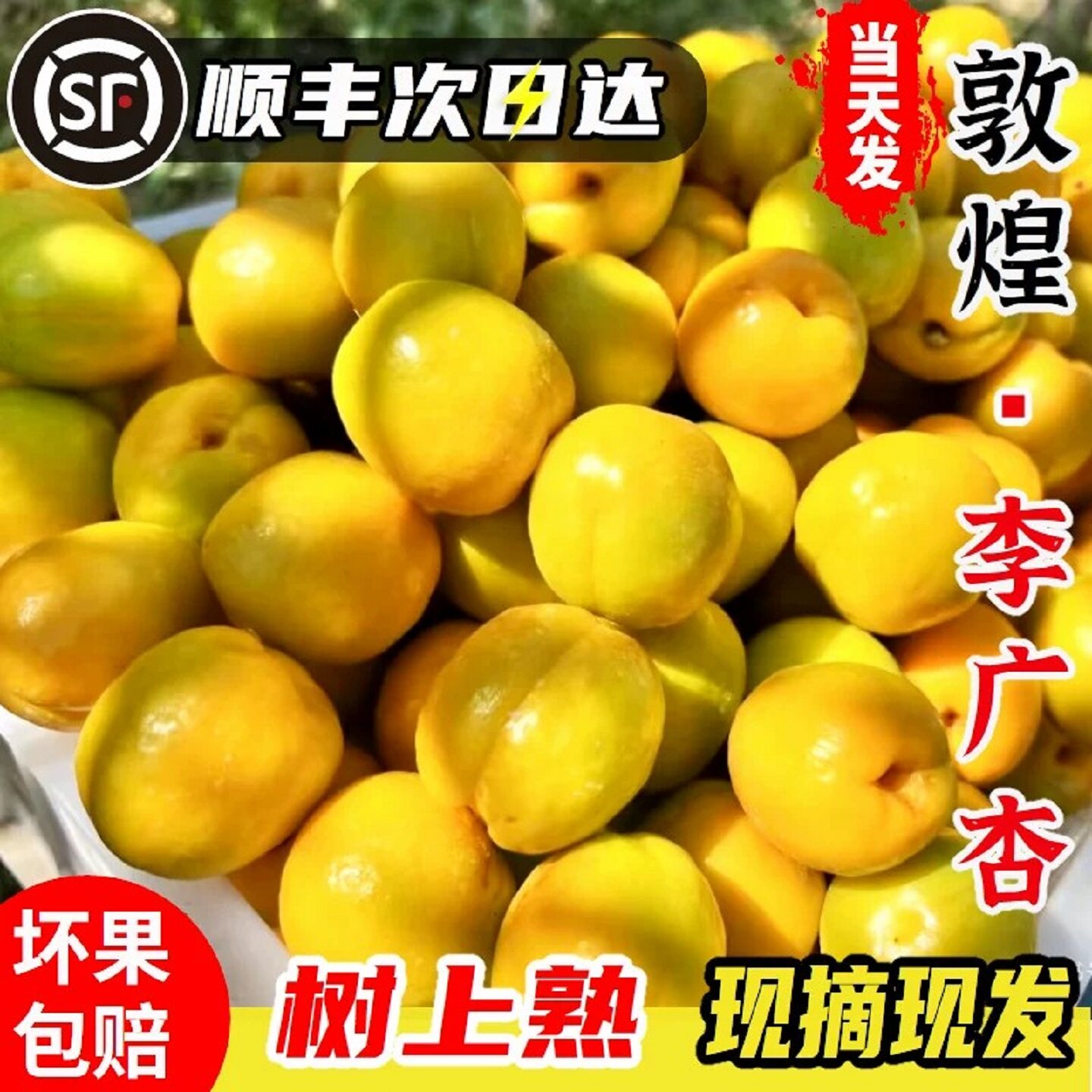 【敦煌直发】敦煌李广杏顺丰暴雨