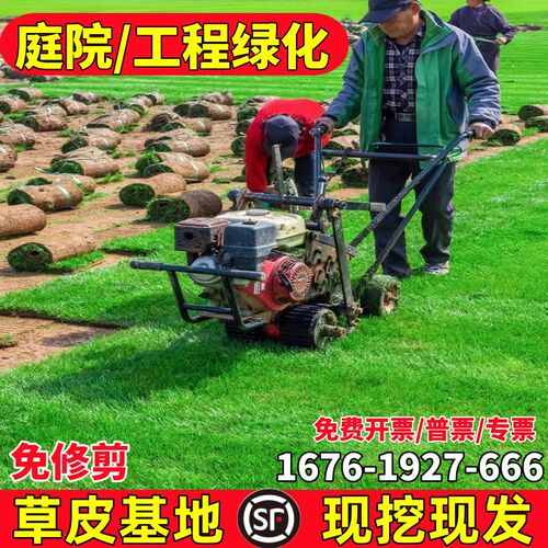 草皮真草坪带泥土果岭草花园地毯草带土庭院绿化马尼拉草坪四季青