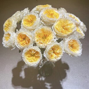 碧翠丝一加仑扦插中苗