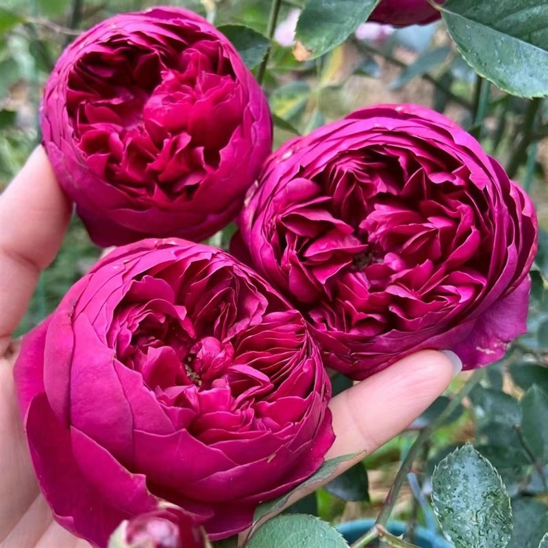 香气扑鼻秋日胭脂玫瑰月季花苗大花浓香多头勤花四季开花盆栽花卉