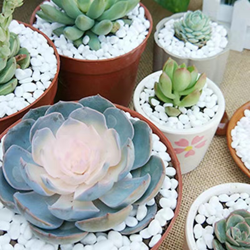 天然白色石子石头大小鹅卵石庭院铺路铺地小白石园林枯山水石子