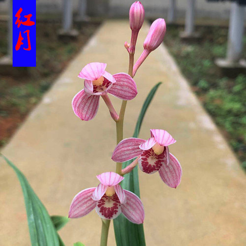 建兰非四季兰矮种k色花 红月 夏带浓香花苞绿植花卉盆栽新品推荐
