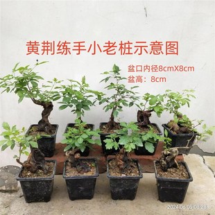 精品黄荆盆景素材