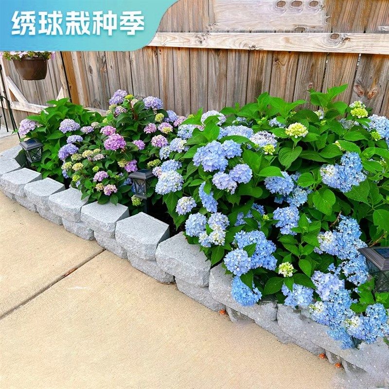 魔幻红宝石绣球花无尽夏盆栽大苗多年生花盆栽庭院阳台红花好养活,鲜花速递/花卉仿真/绿植园艺,绣球/木绣球/木本植物,淘宝优惠券,粉丝福利购,淘宝优惠卷