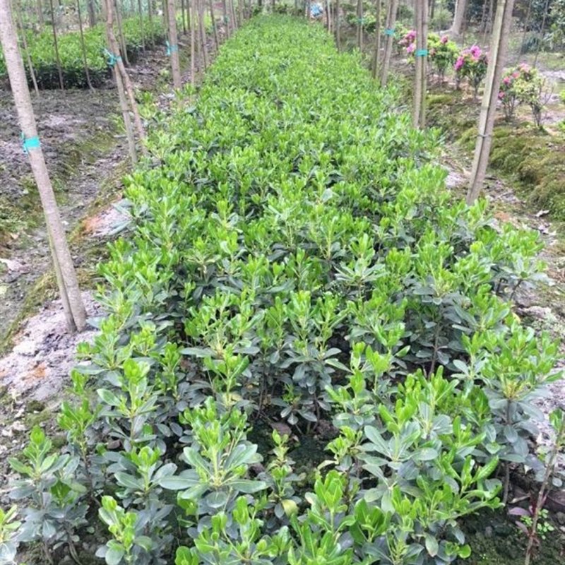 庭院绿化绿化苗木海桐树苗绿篱笆植物围墙占地苗四季常青绿化苗木