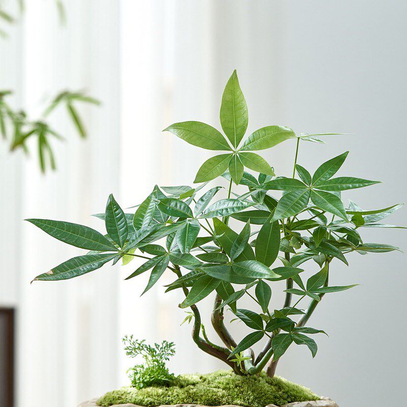 发财树绿植室内盆栽办公桌面茶桌小植物花卉好养中式禅意盆景摆件图片