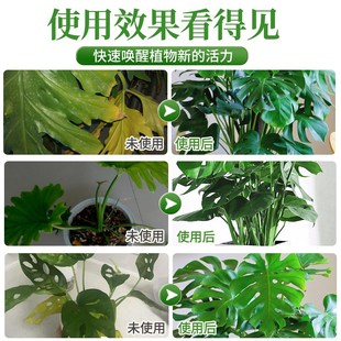 龟背竹营养液免稀释黄叶锈斑专用肥水培植物肥料叶面肥液体肥