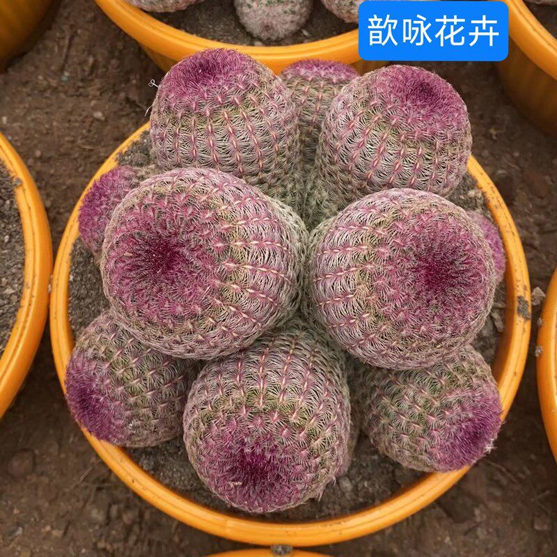 超大红太阳仙人球一物一拍稀有办公室内防辐射盆栽含盆带土栽