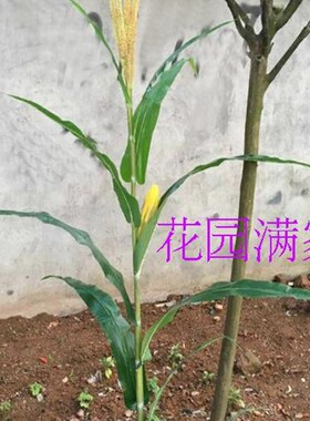 仿真农作物单杆玉米叶果树苞米庄稼春秋绿植苞谷棒子直销