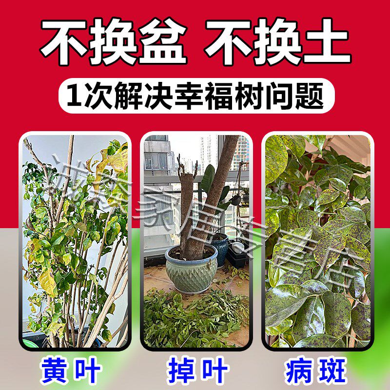 幸福树复活液养花专用营养肥料植物黑斑叶斑病干枯落叶子生根药水
