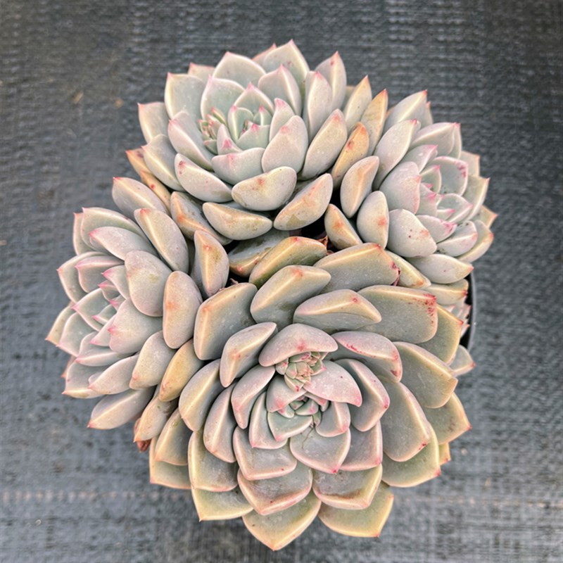 红粉佳人 一颗包邮 新年装饰礼物整桩群生多肉植物组合好养好过冬