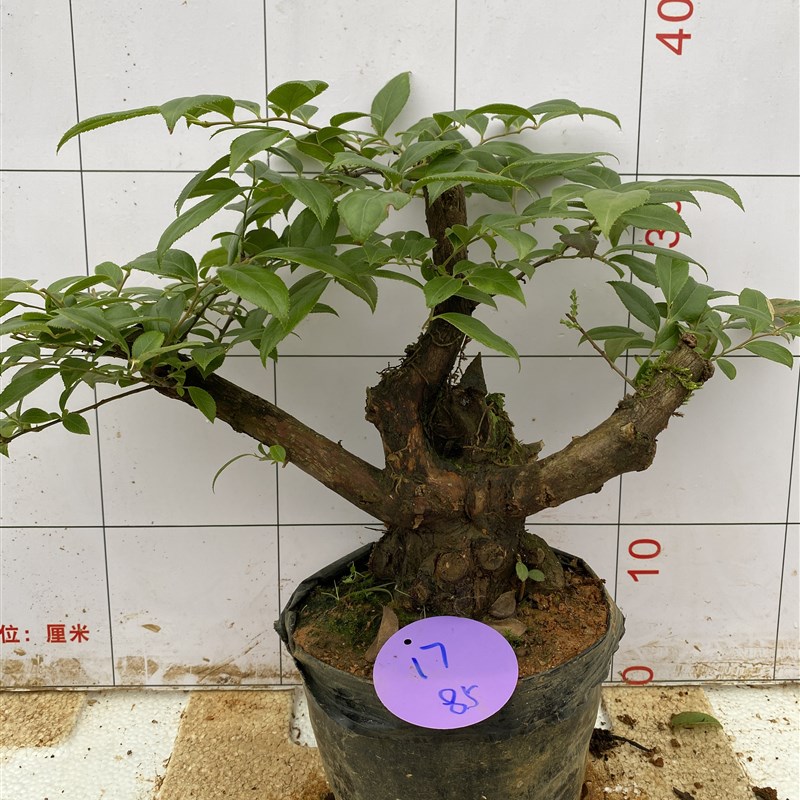 野生乌饭树树桩盆景南烛乌饭老桩野蓝莓水果盆栽阳台花卉室内绿植