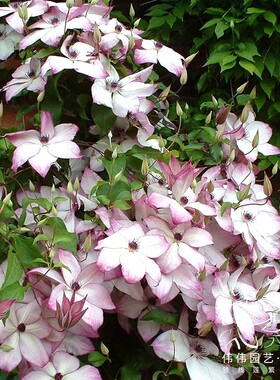 伟伟园艺 铁线莲大苗F16盆栽 1加仑攀援花卉花园露台阳台藤本皇后