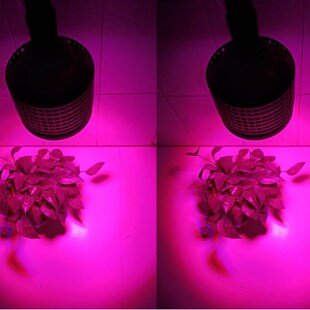 40w 大功率led 植物藻类生长灯 珊瑚灯 鱼缸灯 水草灯 鱼场灯