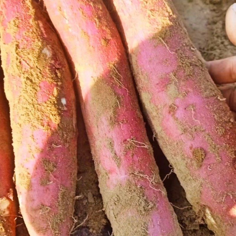 陕西沙地红薯地瓜正宗蜜薯:板栗味浓粉糯香甜,无筋无丝一口沦陷