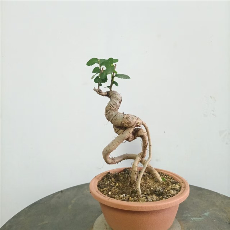小叶榔榆盆景老桩一物一拍文人矮霸办公桌茶台绿植花卉
