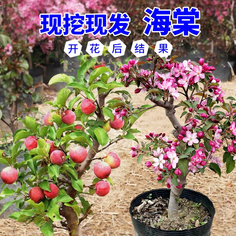 海棠花盆栽带花苞树苗老桩盆景庭院好养四季易活植物室内花卉绿植