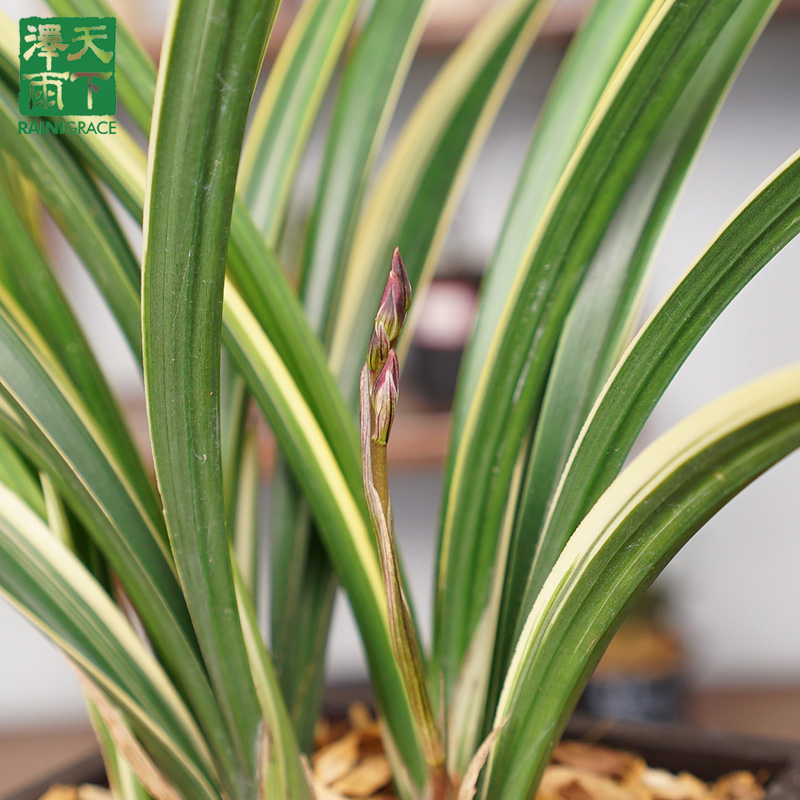 泽雨天下翁源兰花墨兰日向好养花卉绿植花艺全年宵花报岁兰盆栽