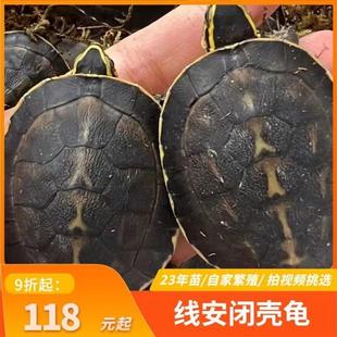 安布闭壳龟安布苗扁安宠物龟半水龟线安苗杂食龟活体灰招财龟可挑