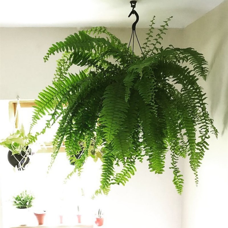长叶肾蕨大型蕨类植物盆栽室内客厅垂挂好养进口绿植霸王蕨威武蕨