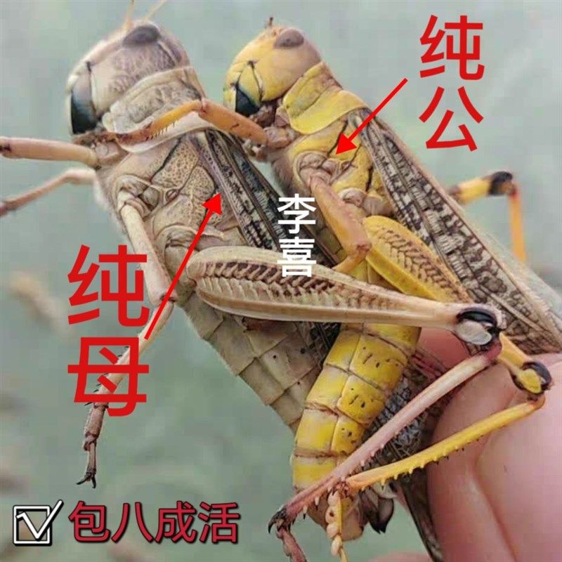 画眉鸟活食广东野生鲜活丁蜢蚂蚱蝗虫蚱蜢提性促火上力收身和耐力,宠物/宠物食品及用品,鸟玩具,淘宝优惠券,粉丝福利购,淘宝优惠卷