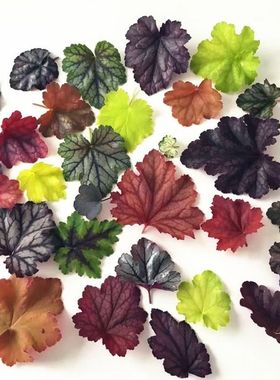 地被植物矾根花苗室外田园盆栽庭院观叶草花户外地栽绿植花卉耐热