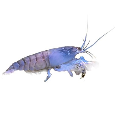 非洲巨型网球虾喀麦隆巨人盔甲蓝金刚温柔可混养鱼缸清洁虾除藻虾