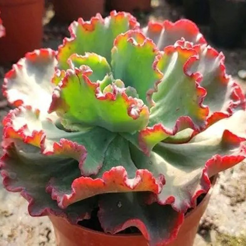 舞会红裙包菜系列大型多肉高砂之翁女王花笠水瓶座男爵云南肉肉